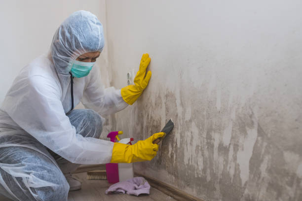 Best Home Mold Removal  in Clear Lake, WI