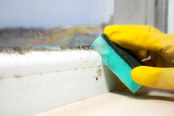 Mold Testing and Removal in Clear Lake, WI