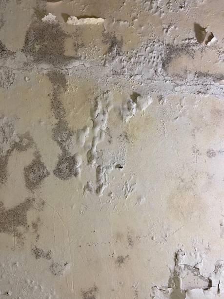 Best Mold Remediation  in Clear Lake, WI