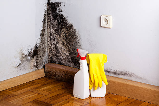 Best Toxic Mold Removal  in Clear Lake, WI
