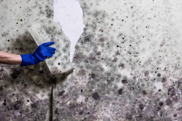 Best Attic Mold Removal  in Clear Lake, WI