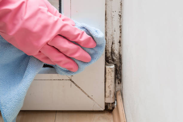 Best Black Mold Removal  in Clear Lake, WI