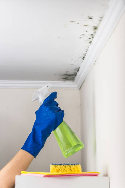 Best Mold Removal Company Near Me  in Clear Lake, WI