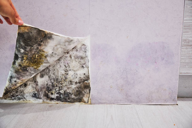 Best Black Mold Removal  in Clear Lake, WI
